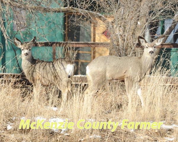 No easy answers for controlling city’s deer population