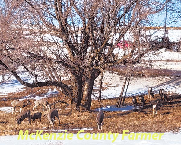 Watford City Bow Hunt numbers released