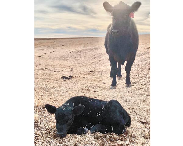 Best Angus and Quarter Horses celebrates fifth generation growing up in agriculture