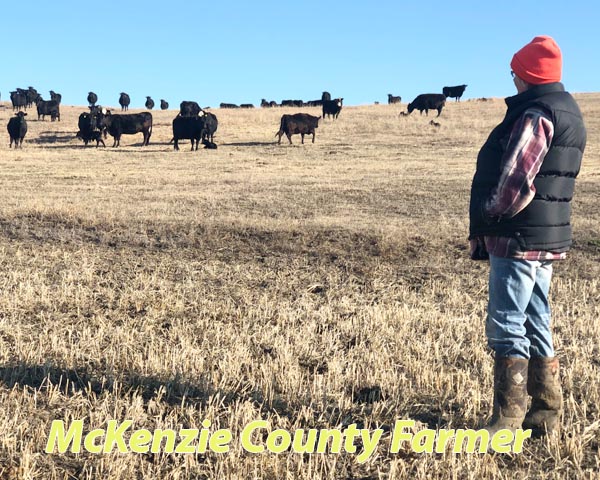 Calving season is in full swing for county ranchers