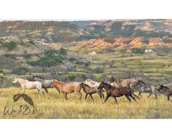 Theodore Roosevelt National Park to keep wild horses