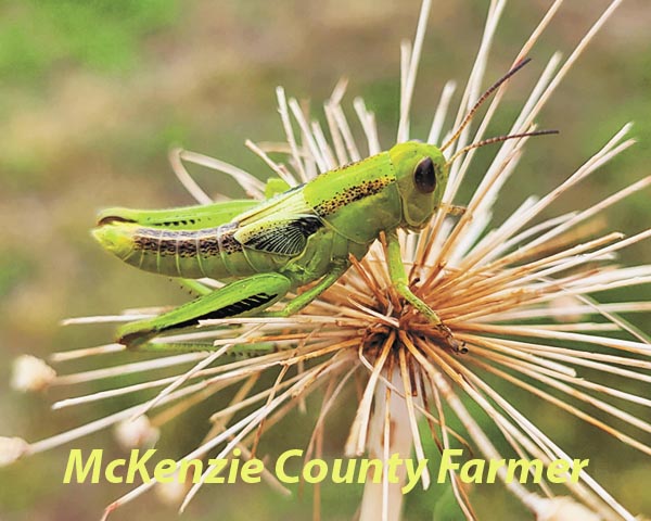 Grasshoppers are nuisance for locals