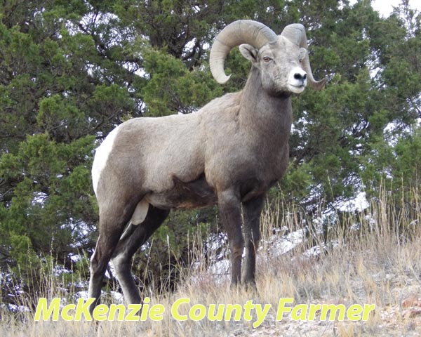 State record ram taken near Grassy Butte