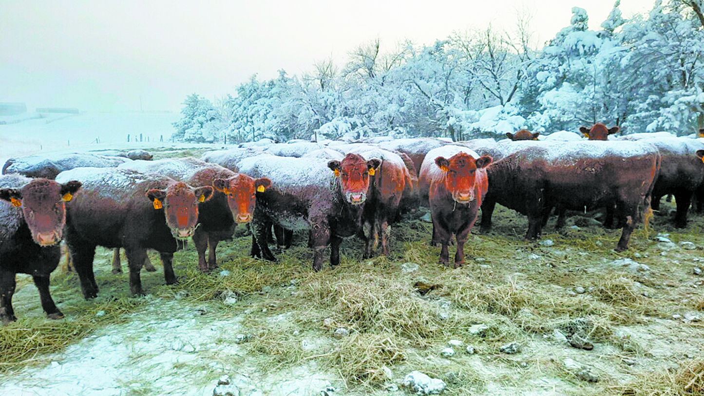 Local Ranchers See Price Strength from Unlikely Source