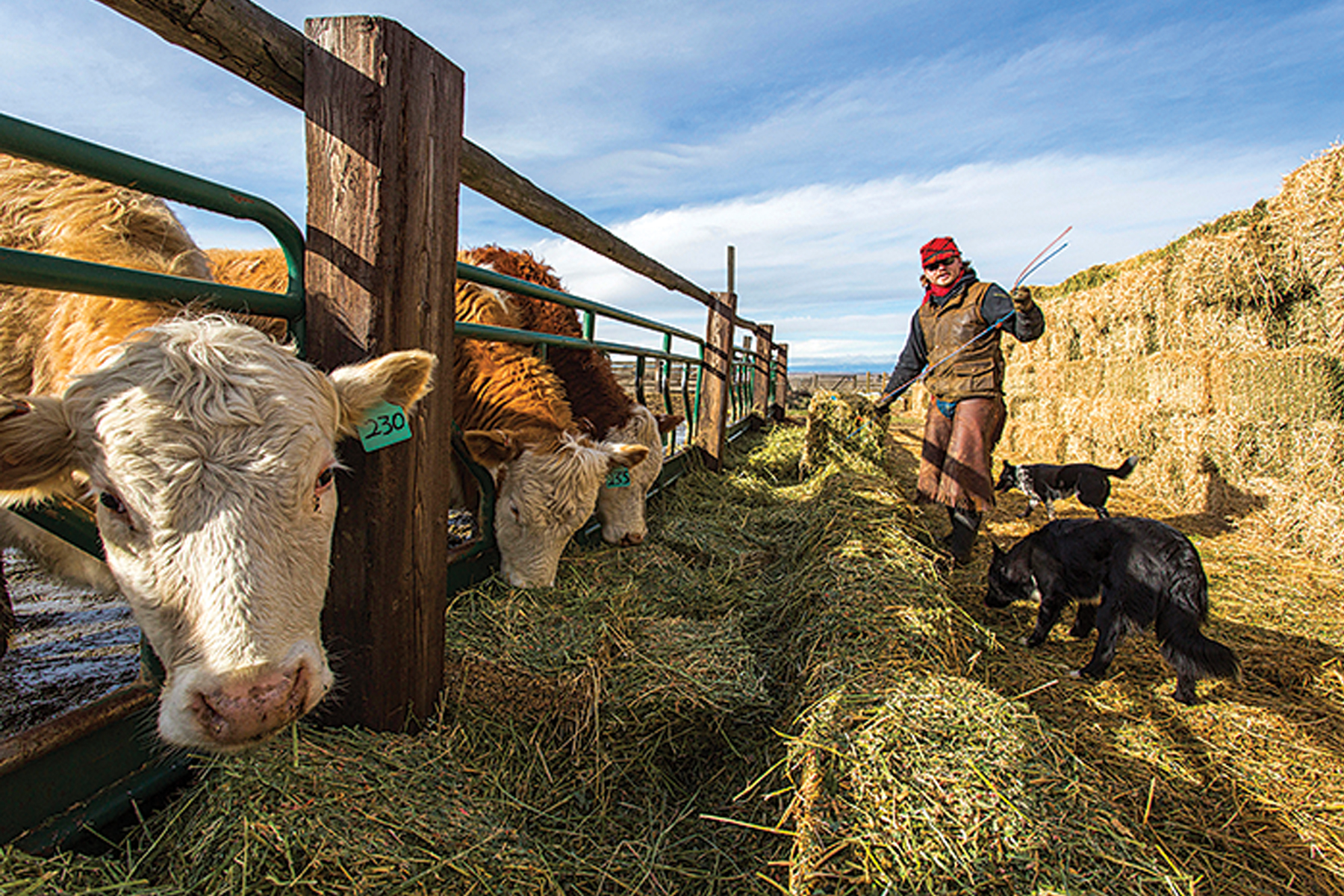 North Dakota Bucks National Trend as Cattle Numbers Climb