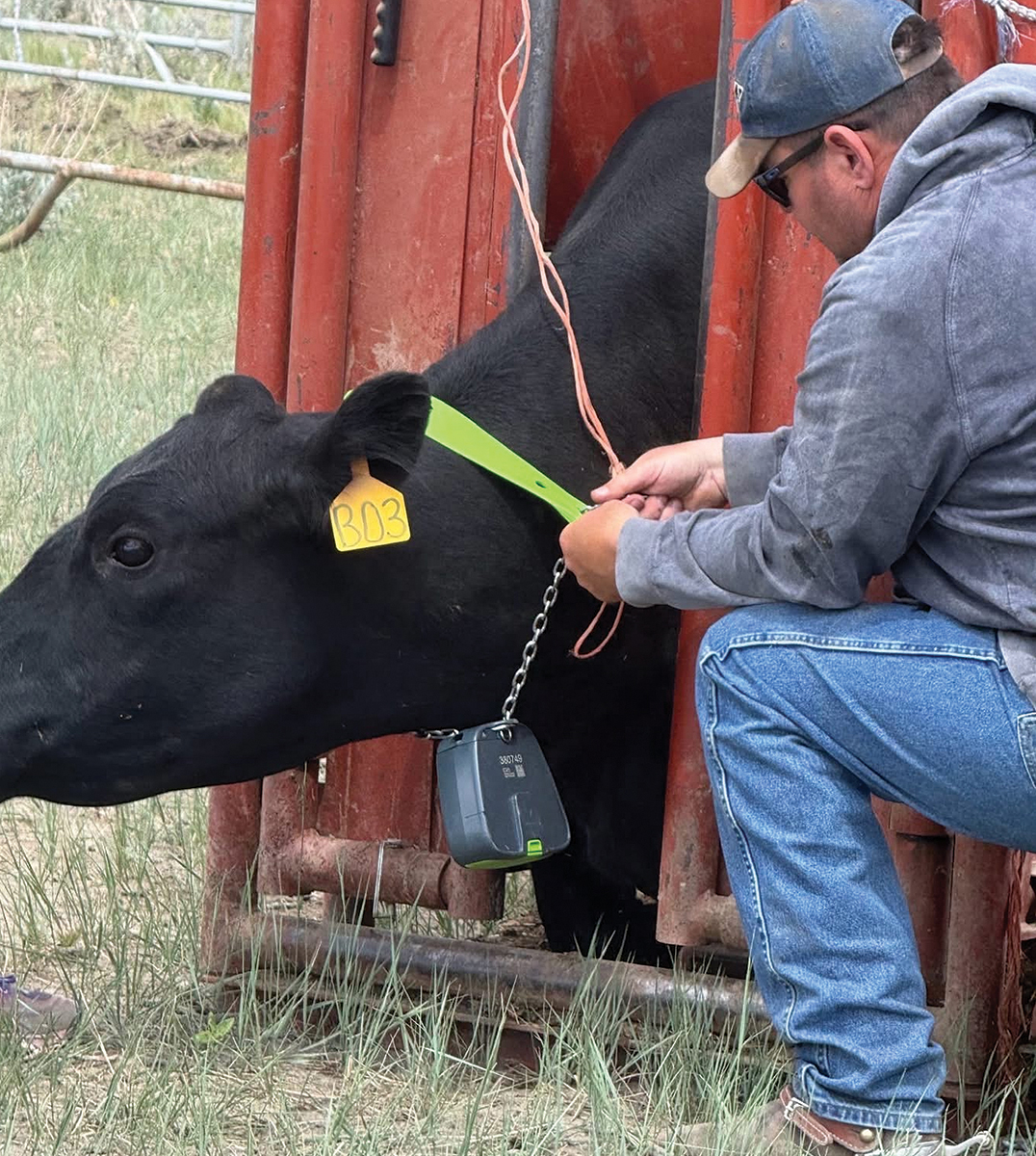Virtual Fencing Meets Conservation: North Dakota Wildlife Federation Helps Badlands Ranching While Enhancing Wildlife Habitat