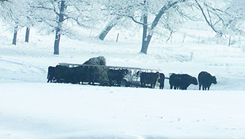 Mystery Surrounds Death of 19 Cattle Near Keene