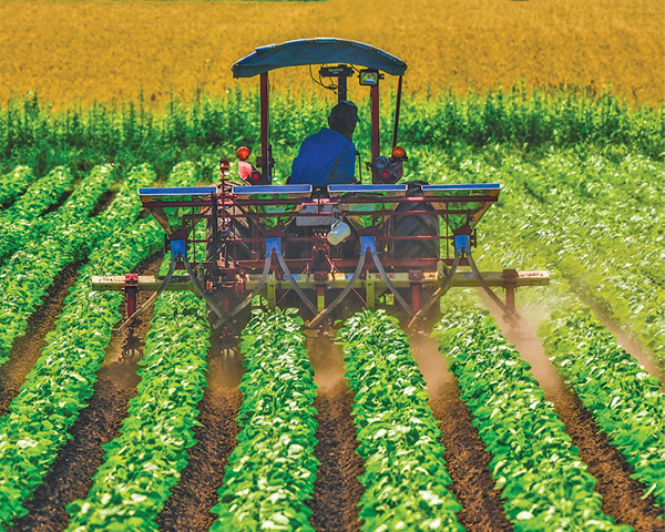 North Dakota fields show steady progress as summer advances