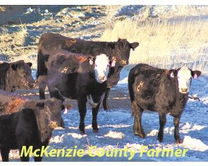 Abundance of snow causes challenges for local ranchers