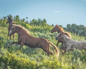 National Park Service considers herd reduction plan