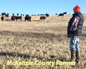 Calving season is in full swing for county ranchers