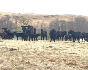 Ranchers are praying for rain