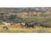 Theodore Roosevelt National Park seeks comments on horse removal policy options