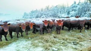 Local Ranchers See Price Strength from Unlikely Source