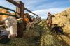 North Dakota Bucks National Trend as Cattle Numbers Climb
