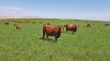 North Dakota cattle advocate sees promise amid strong markets and policy wins