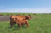 North Dakota crops thrive as livestock inventory sees slight dip